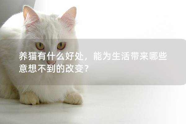 養貓有什么好處，能為生活帶來哪些意想不到的改變？