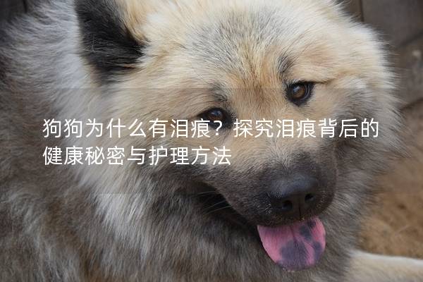 狗狗為什么有淚痕？探究淚痕背后的健康秘密與護理方法