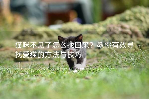 貓咪不見了怎么找回來？教你有效尋找愛貓的方法與技巧