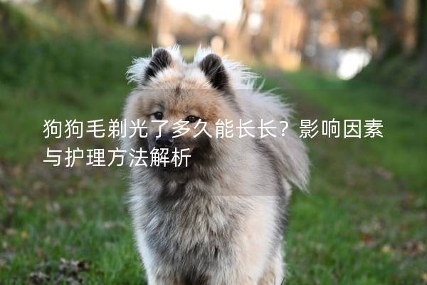 狗狗毛剃光了多久能長長？影響因素與護(hù)理方法解析