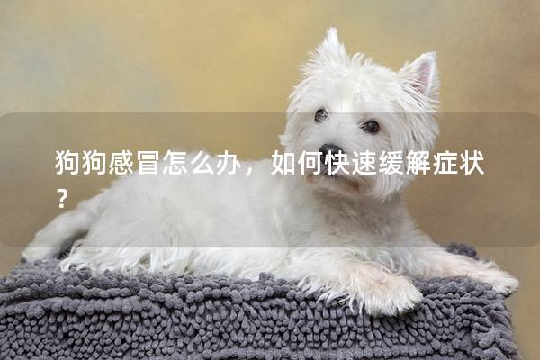 狗狗感冒怎么辦，如何快速緩解癥狀？
