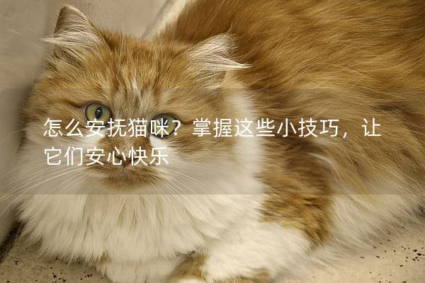 怎么安撫貓咪？掌握這些小技巧，讓它們安心快樂