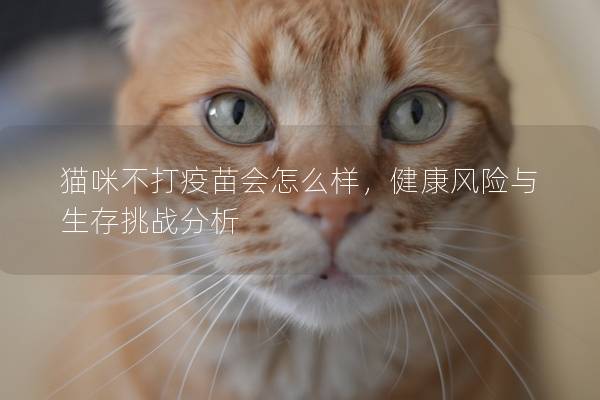 貓咪不打疫苗會怎么樣，健康風險與生存挑戰分析