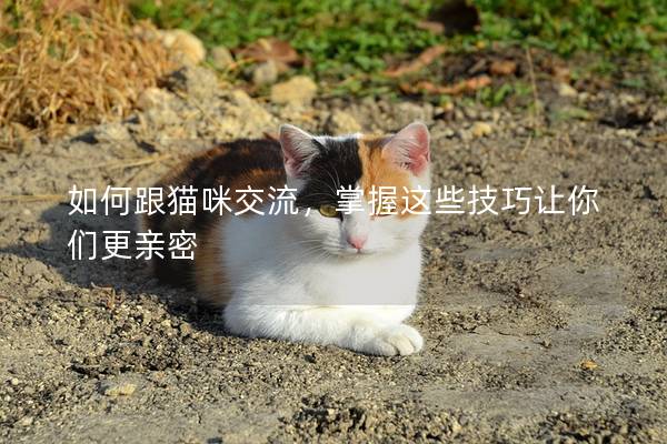 如何跟貓咪交流，掌握這些技巧讓你們更親密