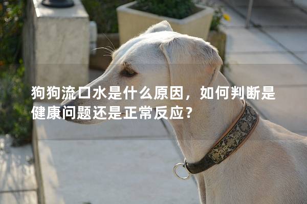 狗狗流口水是什么原因，如何判斷是健康問題還是正常反應(yīng)？