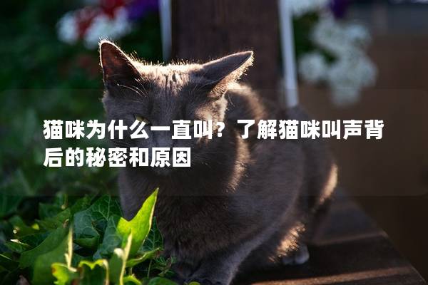 貓咪為什么一直叫？了解貓咪叫聲背后的秘密和原因