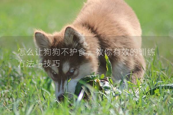 怎么讓狗狗不護(hù)食，教你有效的訓(xùn)練方法與技巧