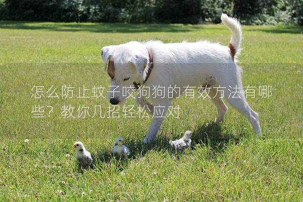 怎么防止蚊子咬狗狗的有效方法有哪些？教你幾招輕松應對