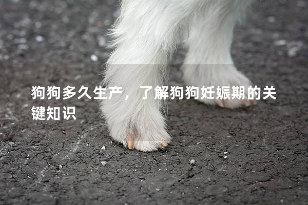 狗狗多久生產(chǎn),了解狗狗妊娠期的關(guān)鍵知識(shí) 狗狗多久生產(chǎn),了解狗狗妊娠期的關(guān)鍵知識(shí)
