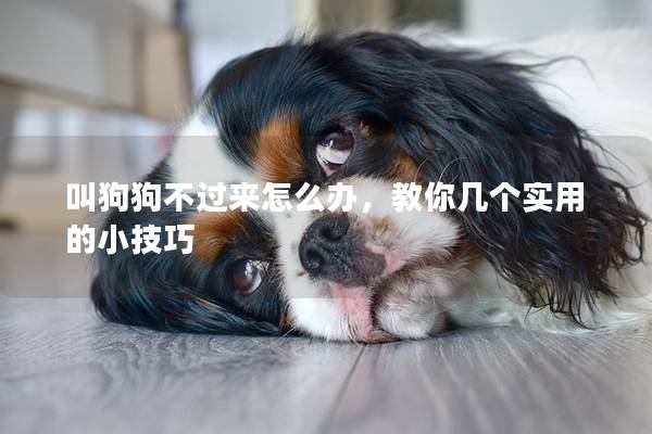 叫狗狗不過來怎么辦，教你幾個實用的小技巧