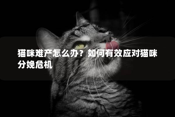 貓咪難產怎么辦？如何有效應對貓咪分娩危機
