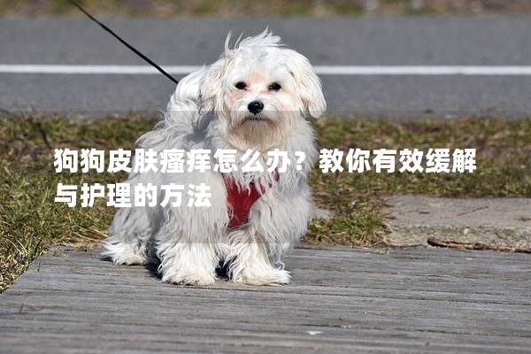 狗狗皮膚瘙癢怎么辦？教你有效緩解與護理的方法