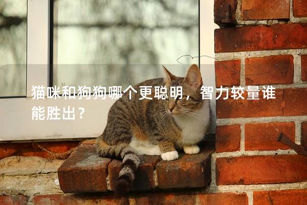 貓咪和狗狗哪個(gè)更聰明，智力較量誰能勝出？