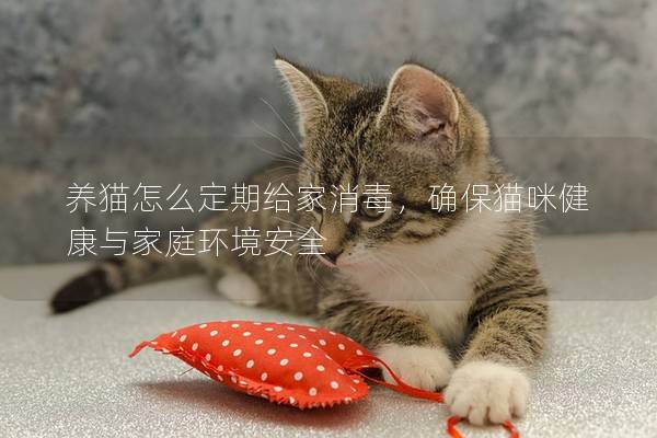 養貓怎么定期給家消毒，確保貓咪健康與家庭環境安全