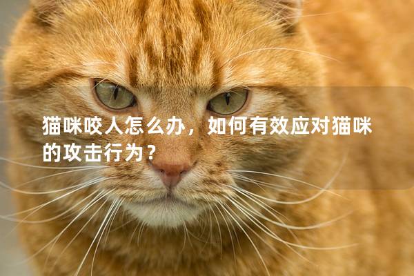 貓咪咬人怎么辦，如何有效應對貓咪的攻擊行為？