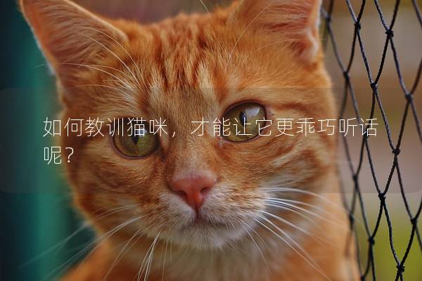 如何教訓貓咪，才能讓它更乖巧聽話呢？