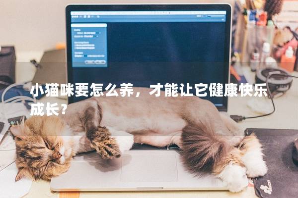 小貓咪要怎么養，才能讓它健康快樂成長？