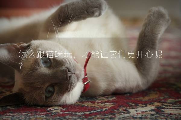 怎么跟貓咪玩，才能讓它們更開心呢？