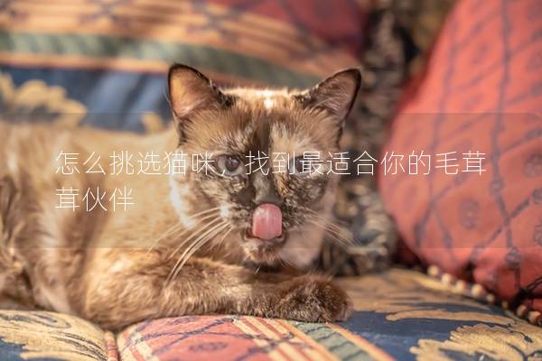 怎么挑選貓咪，找到最適合你的毛茸茸伙伴