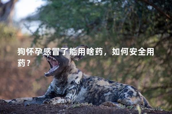 狗懷孕感冒了能用啥藥,如何安全用藥? 狗懷孕感冒了能用啥藥,如何安全用藥?