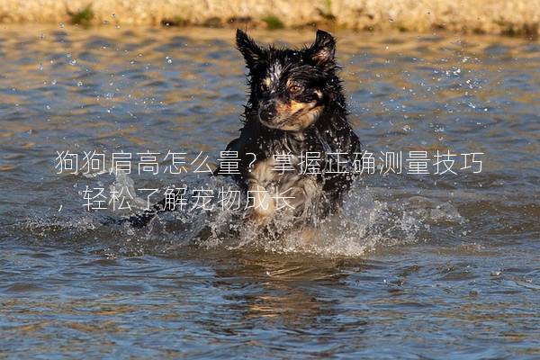 狗狗肩高怎么量?掌握正確測量技巧,輕松了解寵物成長 狗狗肩高怎么量?掌握正確測量技巧,輕松了解寵物成長