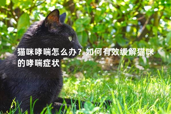 貓咪哮喘怎么辦？如何有效緩解貓咪的哮喘癥狀