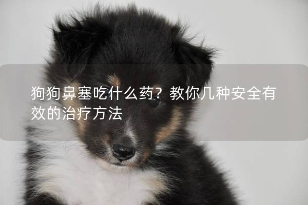 狗狗鼻塞吃什么藥？教你幾種安全有效的治療方法