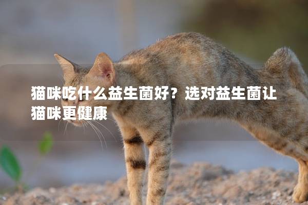 貓咪吃什么益生菌好？選對益生菌讓貓咪更健康