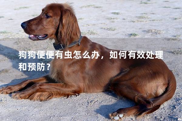 狗狗便便有蟲怎么辦，如何有效處理和預防？