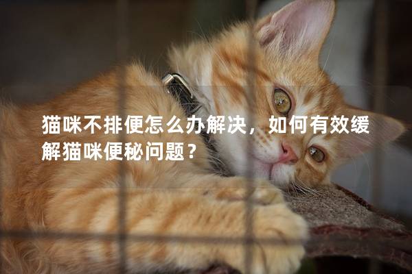 貓咪不排便怎么辦解決，如何有效緩解貓咪便秘問題？