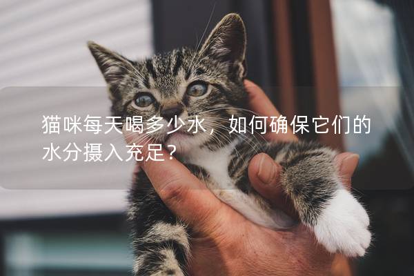 貓咪每天喝多少水，如何確保它們的水分攝入充足？