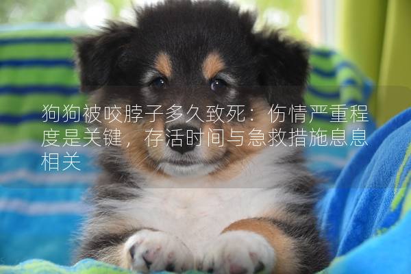 狗狗被咬脖子多久致死：傷情嚴(yán)重程度是關(guān)鍵，存活時間與急救措施息息相關(guān)