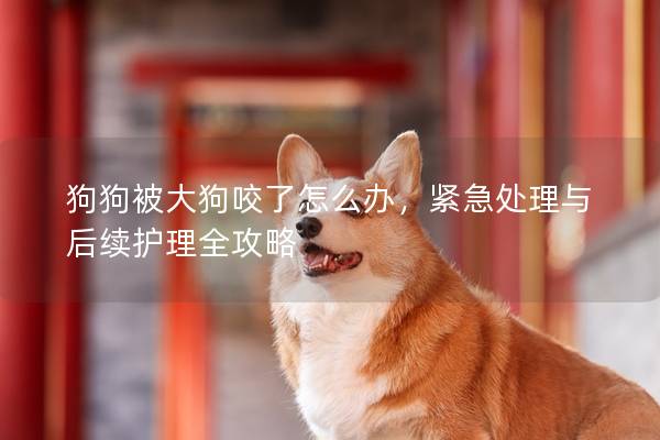 狗狗被大狗咬了怎么辦，緊急處理與后續(xù)護(hù)理全攻略