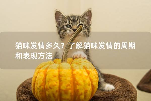 貓咪發情多久？了解貓咪發情的周期和表現方法