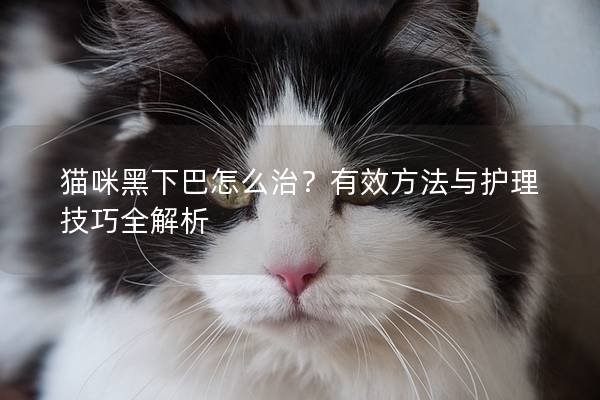 貓咪黑下巴怎么治？有效方法與護理技巧全解析