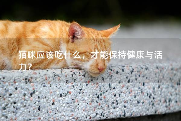 貓咪應(yīng)該吃什么，才能保持健康與活力？