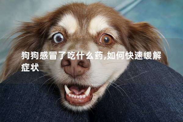 狗狗感冒了吃什么藥,如何快速緩解癥狀 狗狗感冒了吃什么藥,如何快速緩解癥狀