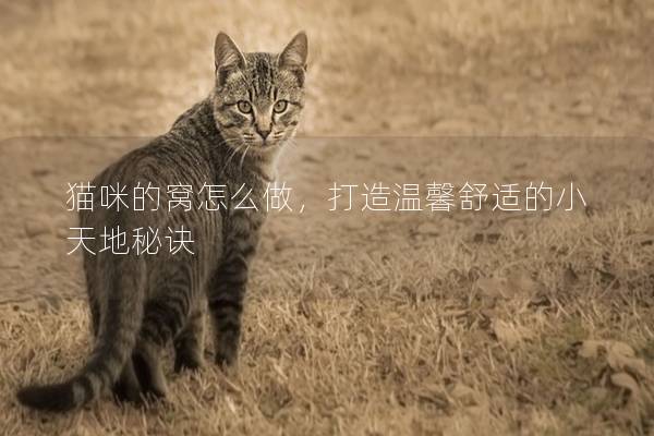 貓咪的窩怎么做，打造溫馨舒適的小天地秘訣