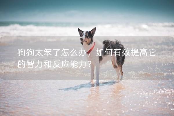 狗狗太笨了怎么辦，如何有效提高它的智力和反應(yīng)能力？