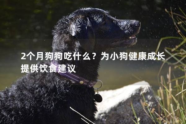 2個月狗狗吃什么？為小狗健康成長提供飲食建議