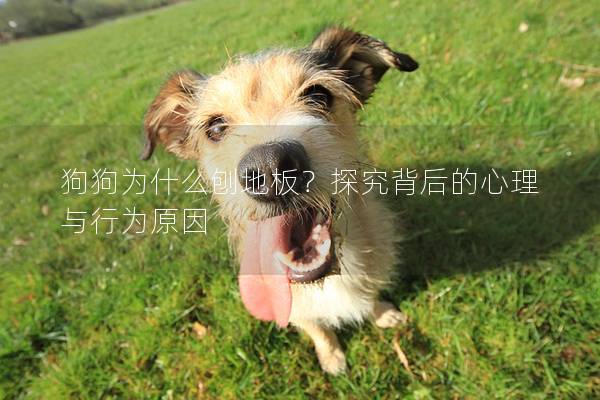 狗狗為什么刨地板？探究背后的心理與行為原因