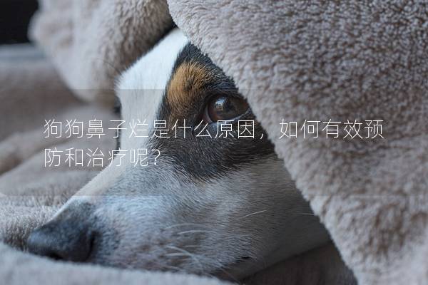 狗狗鼻子爛是什么原因，如何有效預防和治療呢？