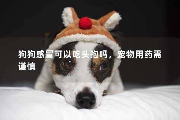 狗狗感冒可以吃頭孢嗎，寵物用藥需謹慎