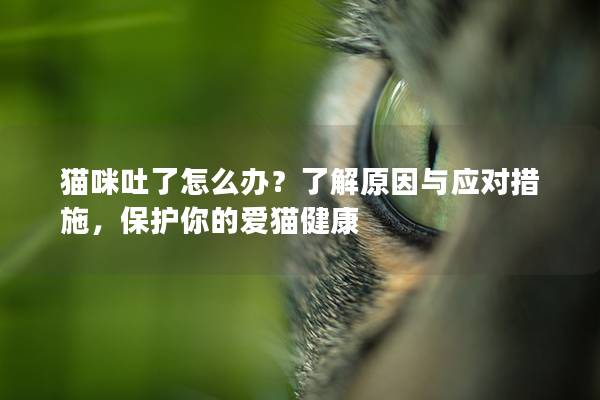 貓咪吐了怎么辦？了解原因與應對措施，保護你的愛貓健康