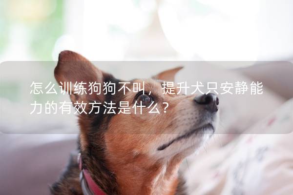 怎么訓練狗狗不叫，提升犬只安靜能力的有效方法是什么？