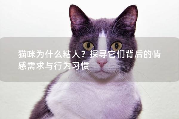 貓咪為什么粘人？探尋它們背后的情感需求與行為習慣