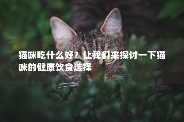 貓咪吃什么好？讓我們來探討一下貓咪的健康飲食選擇