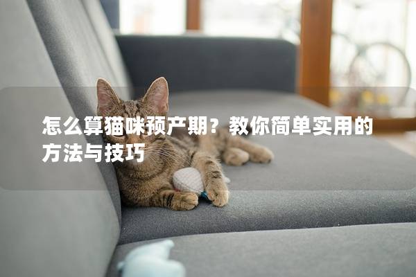 怎么算貓咪預產期？教你簡單實用的方法與技巧