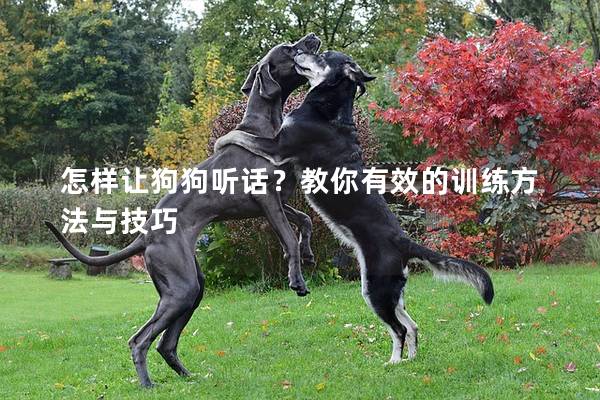 怎樣讓狗狗聽話？教你有效的訓練方法與技巧