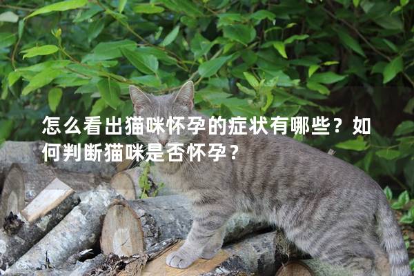 怎么看出貓咪懷孕的癥狀有哪些？如何判斷貓咪是否懷孕？